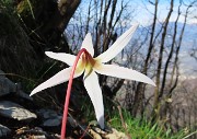 64 Erythronium dens-canis (Dente di cane)